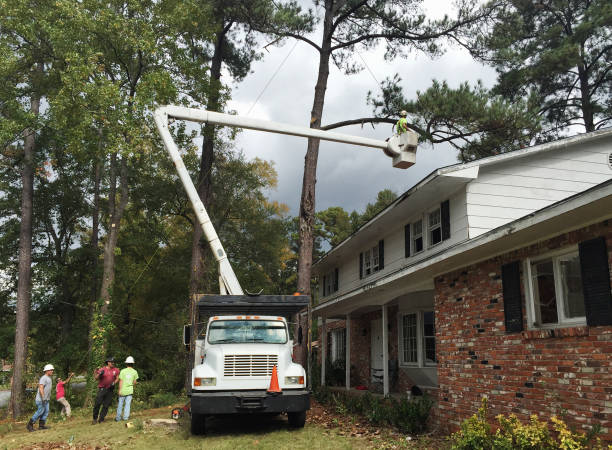Best Tree Health Inspection  in Emerald Lake Hills, CA