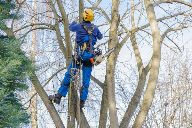 Best Fruit Tree Pruning  in Emerald Lake Hills, CA