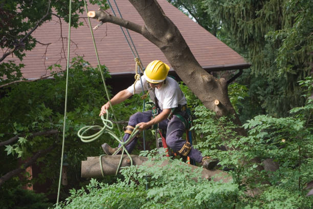 Best Lawn Maintenance Plans  in Emerald Lake Hills, CA