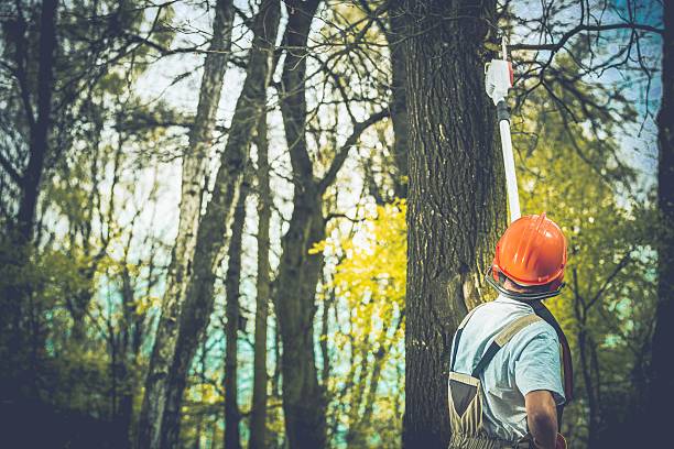 Best Soil Testing and Treatment  in Emerald Lake Hills, CA
